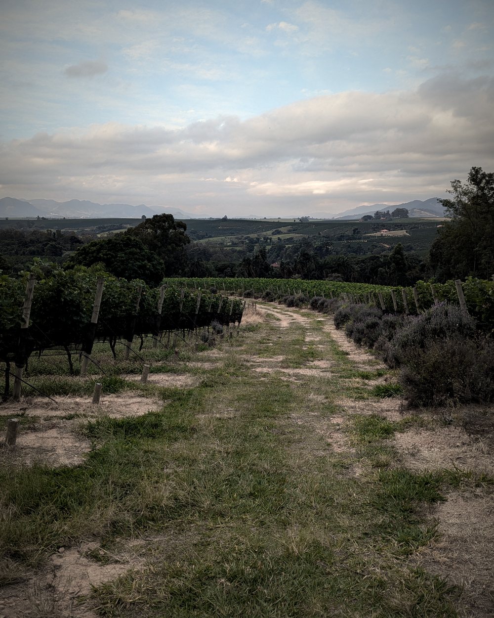 Alameda entre as linhas do parreiral, com lavandas à direita e morros ao fundo